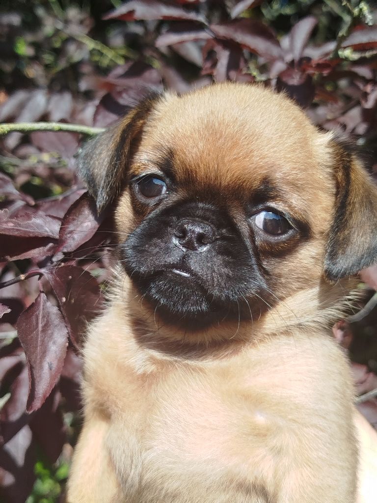 Torphan's Valley - Chiots disponibles - Griffon bruxellois
