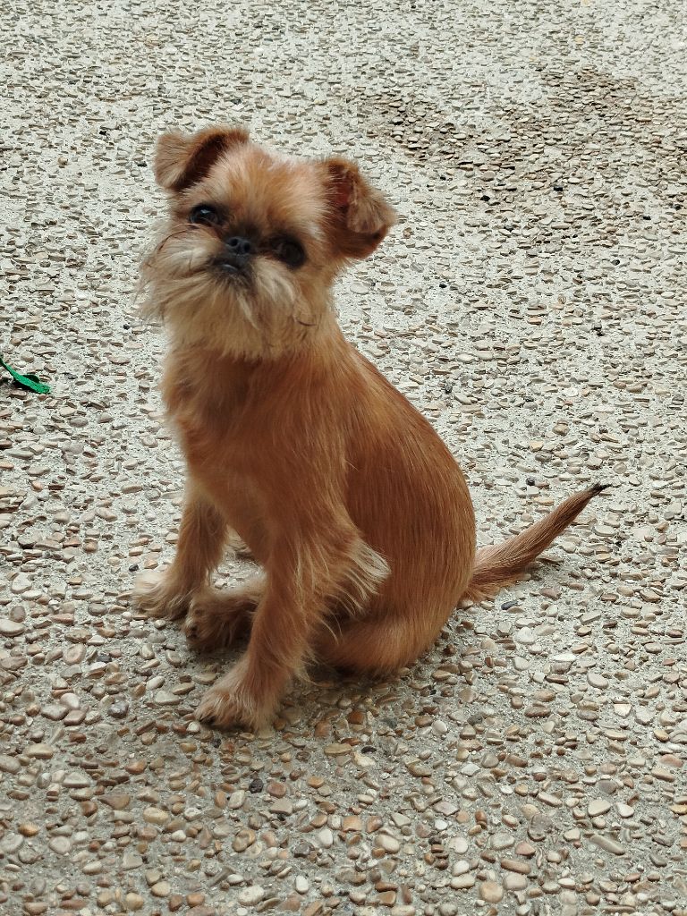 Torphan's Valley - Chiots disponibles - Griffon bruxellois