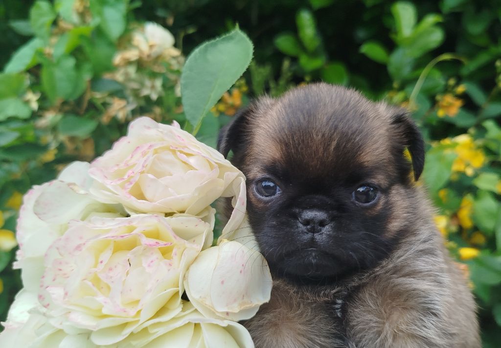 Torphan's Valley - Chiots disponibles - Griffon bruxellois