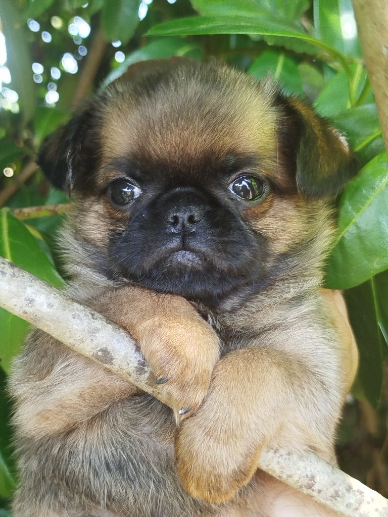 Torphan's Valley - Chiots disponibles - Griffon bruxellois
