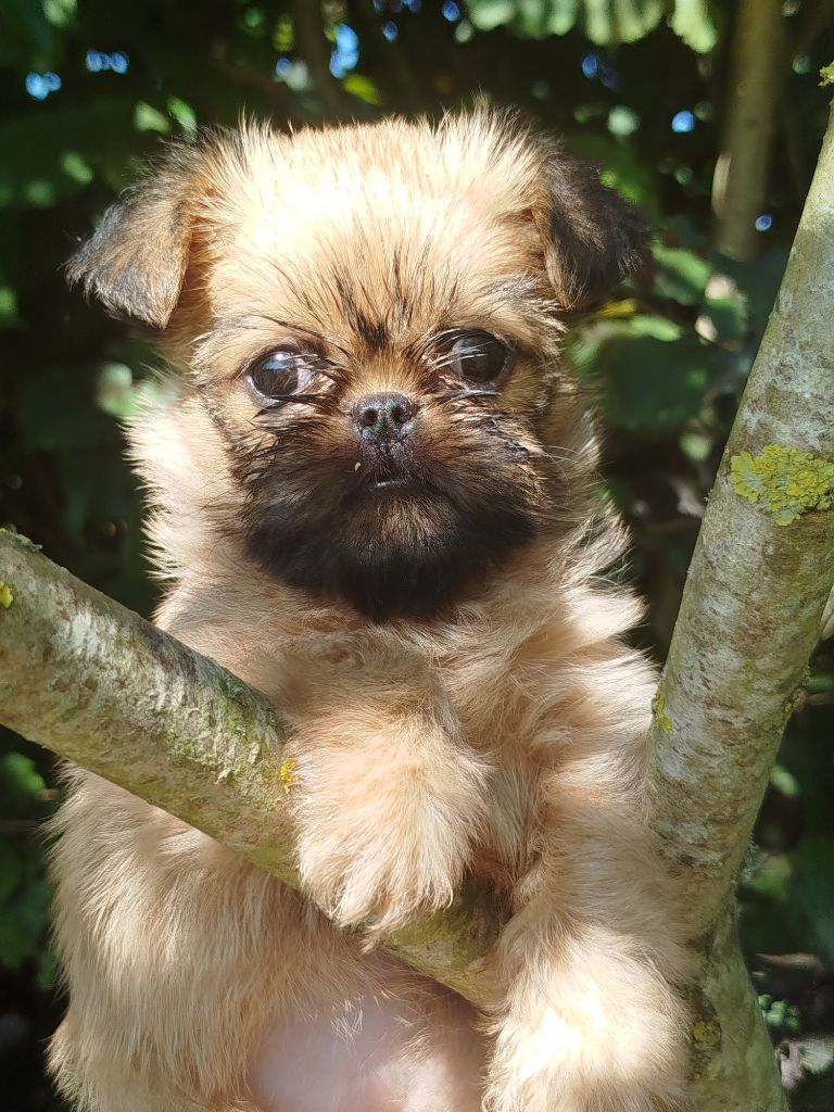 Torphan's Valley - Chiots disponibles - Griffon bruxellois
