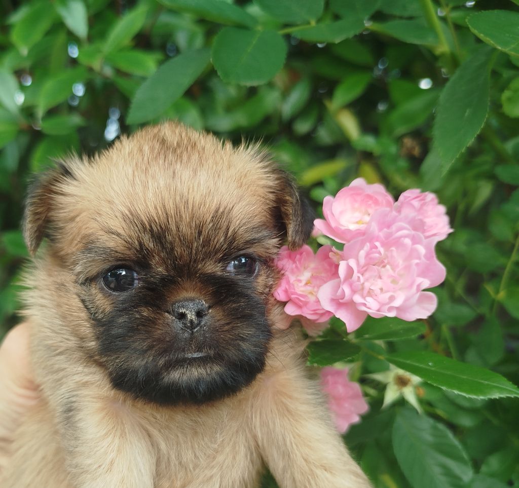 Torphan's Valley - Chiots disponibles - Griffon bruxellois