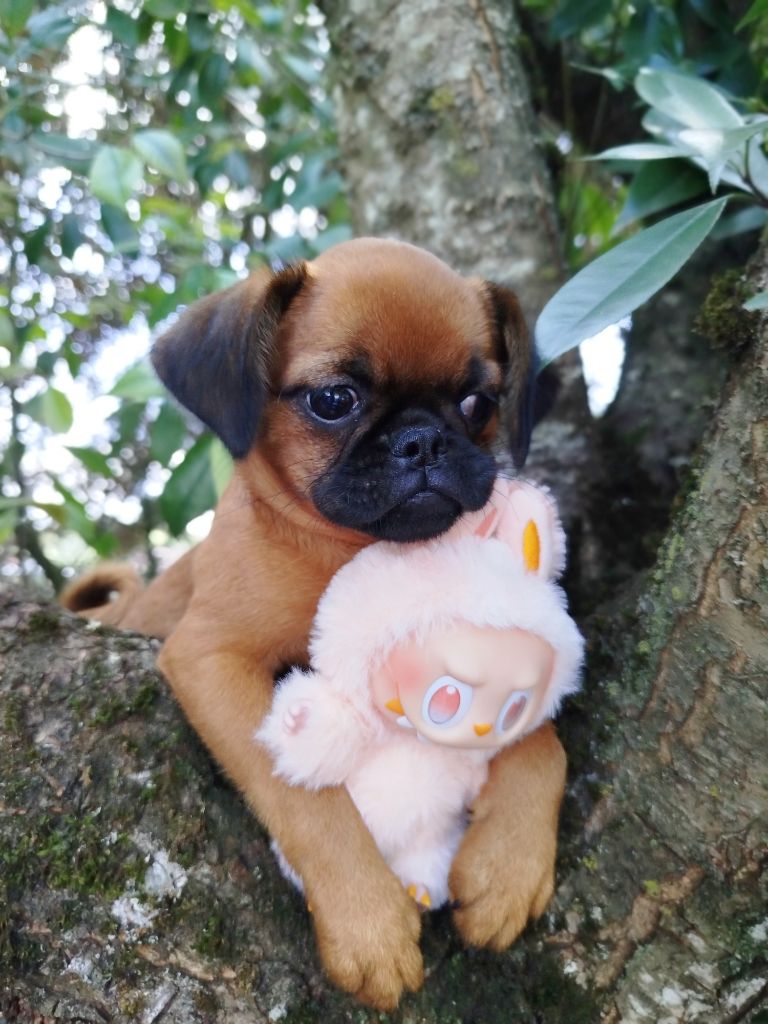 Torphan's Valley - Chiots disponibles - Griffon bruxellois