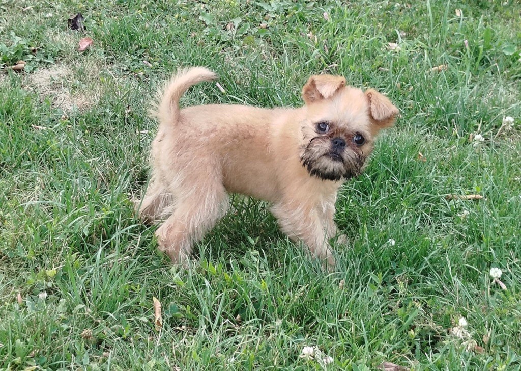 Torphan's Valley - Chiots disponibles - Griffon bruxellois