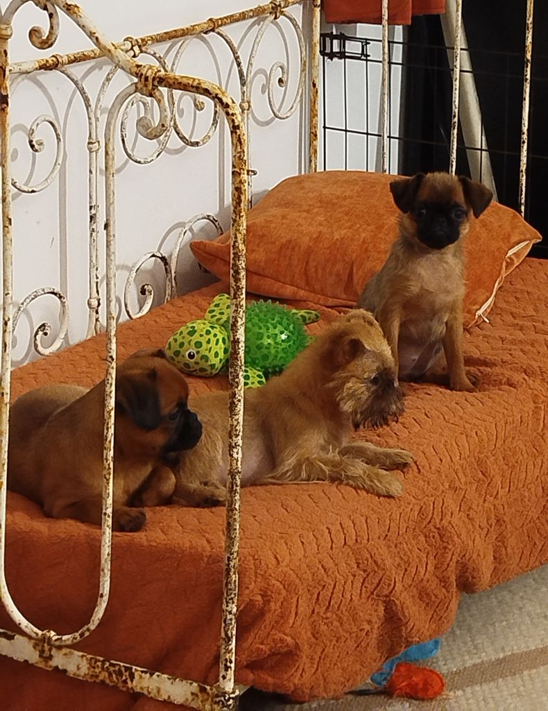 Chiot Griffon bruxellois Torphan's Valley