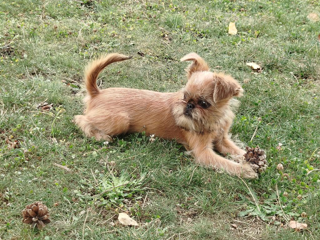 Torphan's Valley - Chiots disponibles - Griffon bruxellois