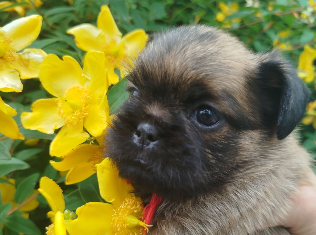 Torphan's Valley - Chiots disponibles - Griffon bruxellois