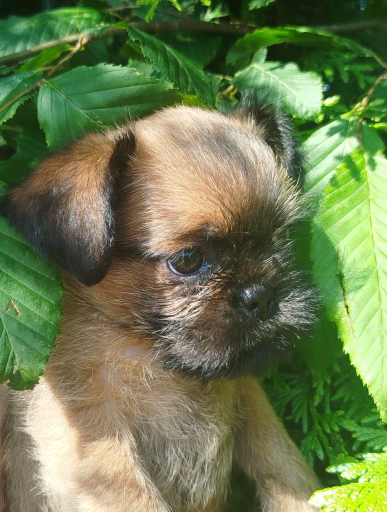 Torphan's Valley - Chiots disponibles - Griffon bruxellois