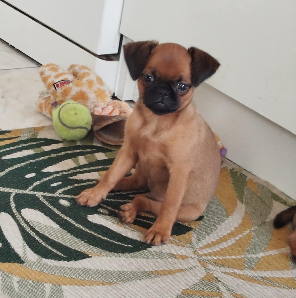 Torphan's Valley - Chiots disponibles - Griffon bruxellois