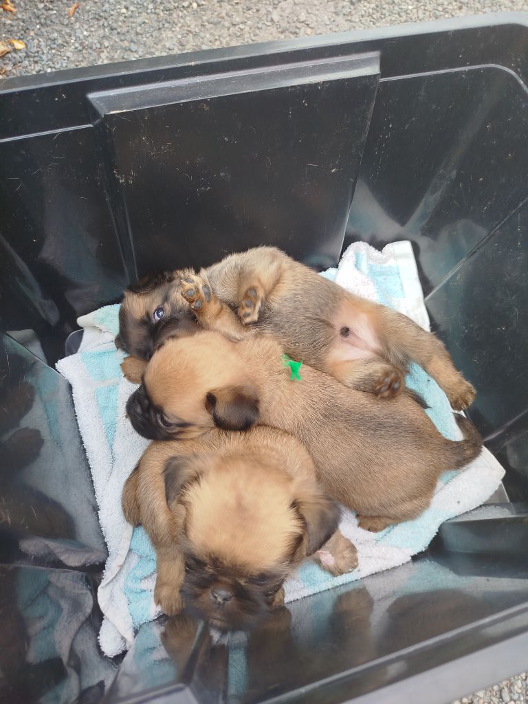 Chiot Griffon bruxellois Torphan's Valley