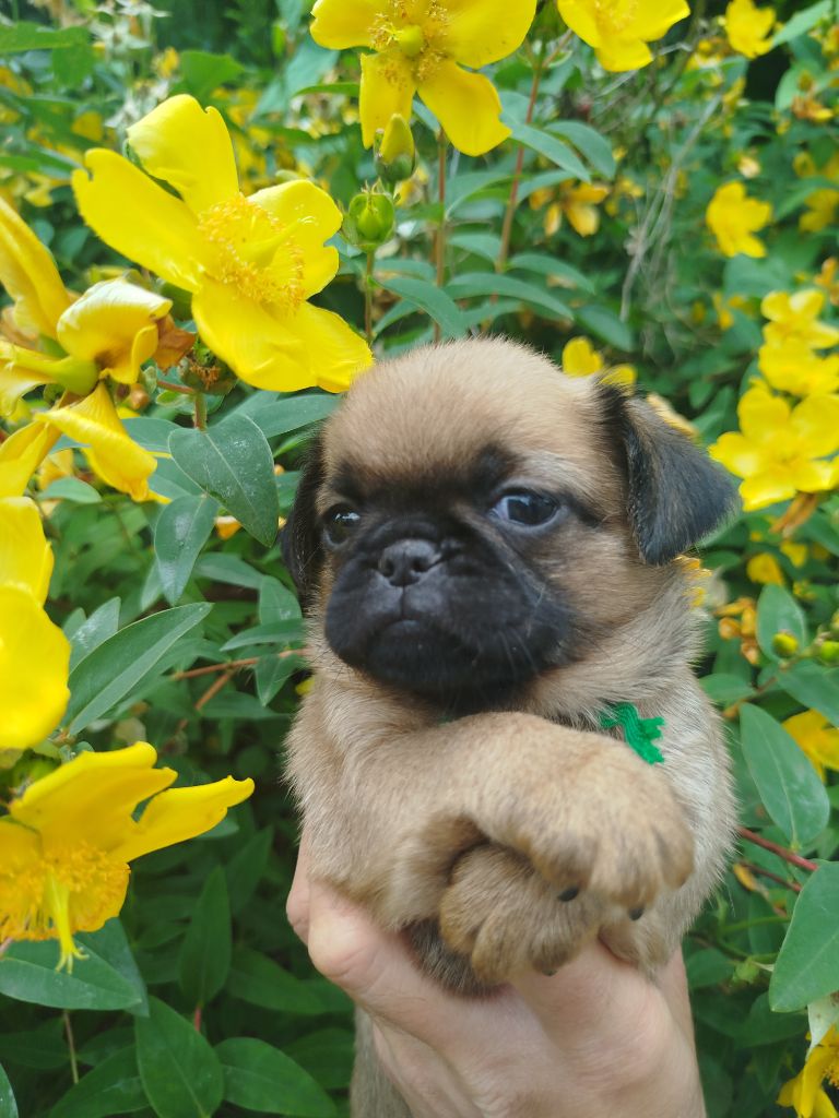 Torphan's Valley - Chiots disponibles - Griffon bruxellois
